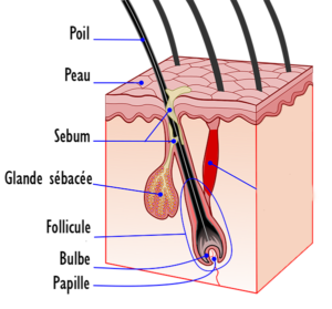 Anatomie du poil