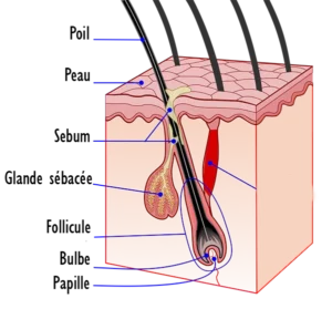 hair anatomy