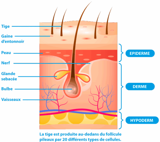 Hair diagram