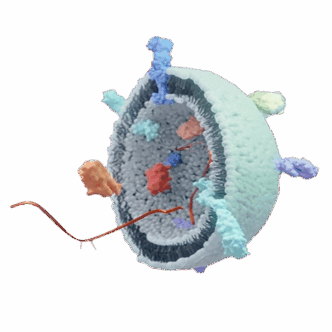 Exosome