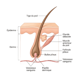 Schéma de poil